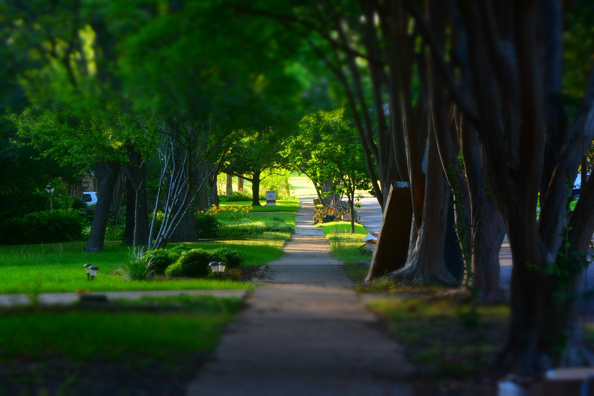 Sidewalk beneath shady trees