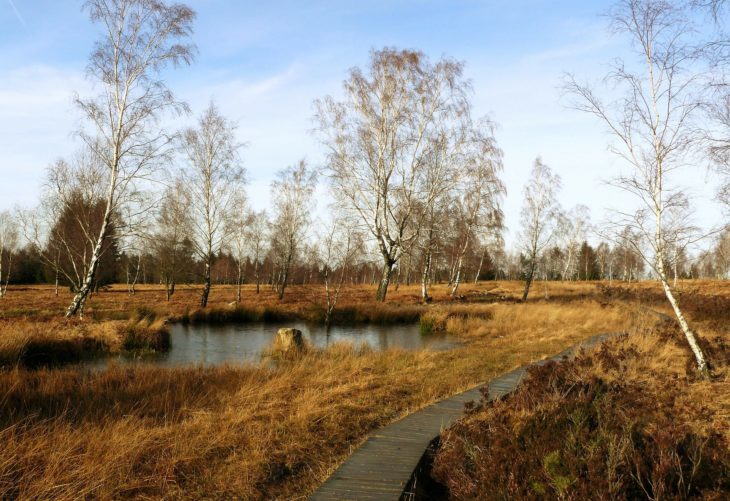 marshy wetland with trees and a wooden walkway