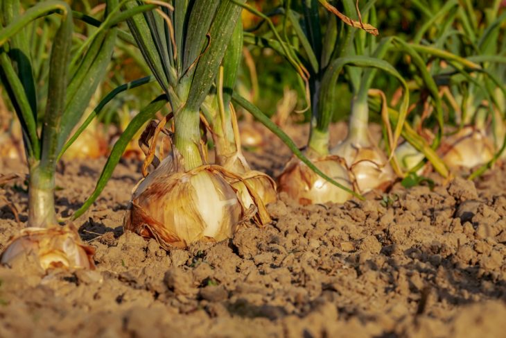 Onions growing in a desert garden