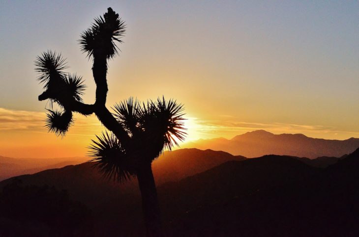 Joshua Tree cactus and sunset in San Bernardino County