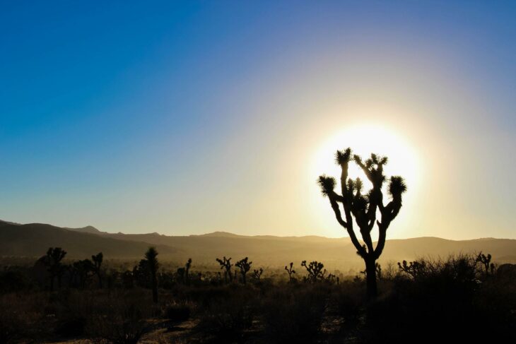 Desert cactus silhouette with sunset in background