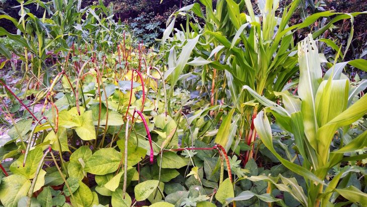 garden plants growing together