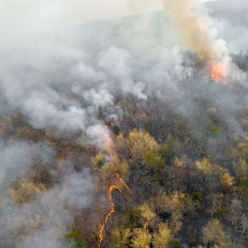 Wildfire